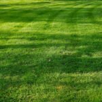 Green grass with copy space. Natural green plants of the landscape, ecology of space, care for nature. Idea of fresh wallpaper as background