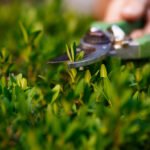 Young beautiful female florist taking care of flowers.
